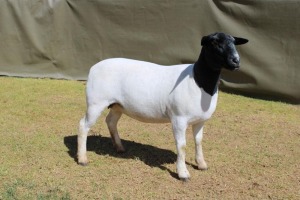 LOT 34 1X DORPER PREGNANT STUD OOI/EWE