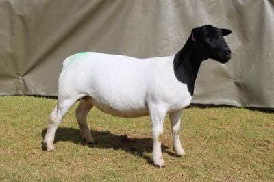 LOT 36 1X DORPER STUD OOI/EWE