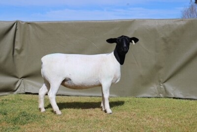 LOT 37 1X DORPER PREGNANT T5 OOI/EWE