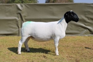 LOT 32 1X DORPER PREGNANT STUD OOI/EWE