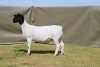 LOT 38 1X DORPER STUD OOI/EWE