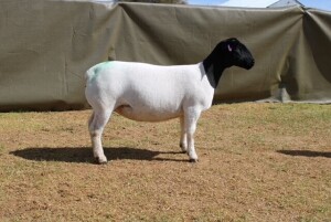 LOT 40 1X DORPER PREGNANT STUD OOI/EWE