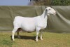 LOT 46 1+1X WHITE DORPER PREGNANT T5 OOI/EWE