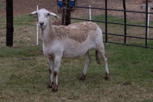 1X OOI/EWE B3 Genetics - Charles Freeme - 074 207 0007 (Highest Bidder may choose A, B or C of Lot round or take all - Pay per piece. Choice once per Lot round, Rest to take all)