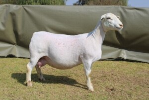 LOT 47 1+1X WHITE DORPER T5 OOI/EWE