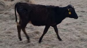 1x BRAHMAN X MALE COENRAAD VAN DER MERWE