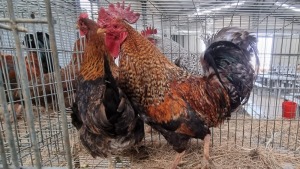 2x HOENDERS/CHICKENS MALE+FEMALE PW VAN HEERDEN (Pay per Animal)