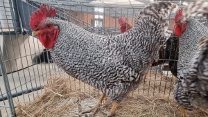 2x HOENDERS/CHICKENS MALE PW VAN HEERDEN (Pay per Animal)