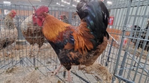 2x HOENDERS/CHICKENS MALE+FEMALE PW VAN HEERDEN (Pay per Animal)