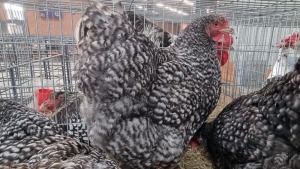 3x HOENDERS/CHICKENS FEMALE MARIUS BOTHA (Pay per Animal)