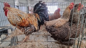 3x HOENDERS/CHICKENS MALE+FEMALE PW VAN HEERDEN (Pay per Animal)