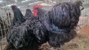 3x HOENDERS/CHICKENS MALE+FEMALE MARIUS BOTHA (Pay per Animal)