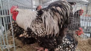 3x HOENDERS/CHICKENS MALE+FEMALE HANNES VAN STADEN (Pay per Animal)