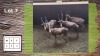 4X Blesbok M:4 (Per Piece to take the lot/Per stuk om lot te neem)