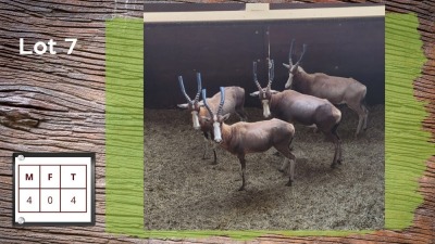 4X Blesbok M:4 (Per Piece to take the lot/Per stuk om lot te neem)