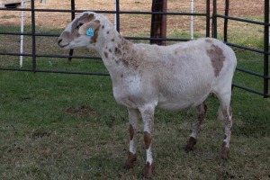 1X OOI/EWE B3 Genetics - Charles Freeme - 074 207 0007