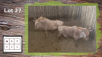 2X Goue Wildebees F:2 (Per Piece to take the lot/Per stuk om lot te neem)