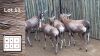 4X Blesbok F:4 (Per Piece to take the lot/Per stuk om lot te neem)