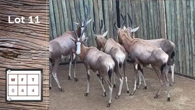 4X Blesbok F:4 (Per Piece to take the lot/Per stuk om lot te neem)