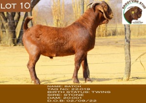 WITHDRAWN - 1X Kalahari Red Buck Groot'vine Stud