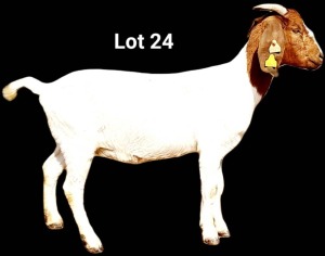 1X Boer Goat Doe Gideon Rousseau