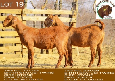 2X Kalahari Red Doe Groot'vine Stud