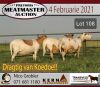 LOT 108 3X MEATMASTER OOIE/EWE KERN MEATMASTERS(PER STUK OM LOT TE NEEM/PER PIECE TO TAKE THE LOT) - 2