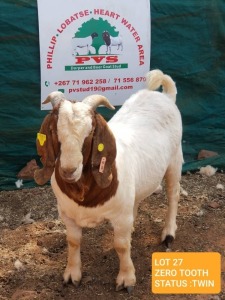 WITHDRAWN - 1X Boer Goat Buck Phillip Van Schalkwyk