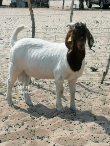 WITHDRAWN - 1X Boer Goat Buck Horongo Tuahuku