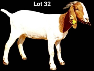 WITHDRAWN - 1X Boer Goat Doe Gideon Rousseau