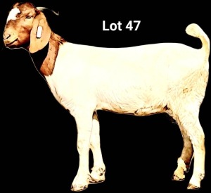 1X Boer Goat Doe Gideon Rousseau