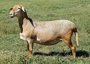 1X OOI/EWE B3 Genetics - Charles Freeme - 074 207 0007 (Highest Bidder may choose A or B of Lot round or take all - Pay per piece. Choice once per Lot round, Rest to take all)