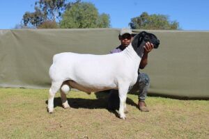 LOT 9 1X DORPER T5 RAM ATKA STOET/STUD