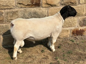 LOT 2 1X FLOCK DORPER RAM LEROY PHILLIPS & SON DORPERS