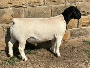 LOT 1 1X FLOCK DORPER RAM LEROY PHILLIPS & SON DORPERS