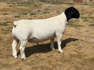 LOT 20 1X T5 DORPER RAM LEROY PHILLIPS & SON DORPERS