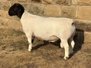 LOT 19 1X T5 DORPER RAM LEROY PHILLIPS & SON DORPERS