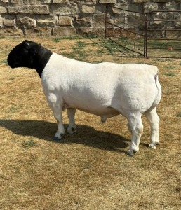 LOT 4 1X T5 DORPER RAM LEROY PHILLIPS & SON DORPERS