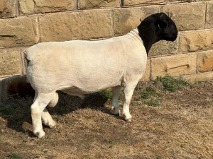 LOT 21 1X T5 DORPER RAM LEROY PHILLIPS & SON DORPERS