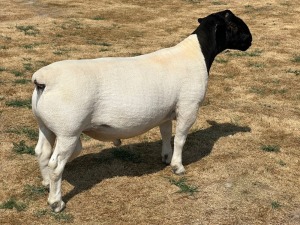 LOT 22 1X T5 DORPER RAM LEROY PHILLIPS & SON DORPERS