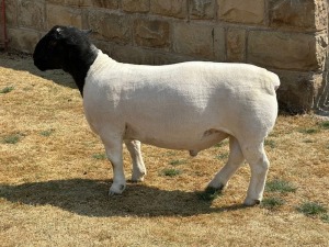 LOT 37 1X T5 DORPER OOI/EWE LEROY PHILLIPS & SON DORPERS