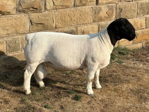 LOT 38 1X T5 DORPER RAM LEROY PHILLIPS & SON DORPERS