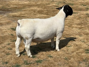 LOT 39 1X T5 DORPER RAM LEROY PHILLIPS & SON DORPERS