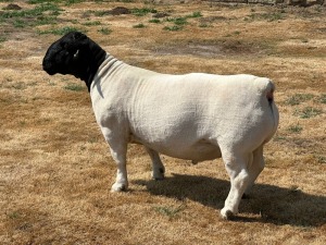 LOT 40 1X T5 DORPER RAM LEROY PHILLIPS & SON DORPERS