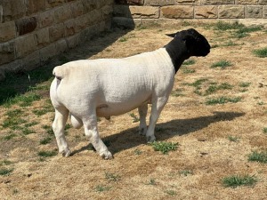 LOT 48 1X T5 DORPER RAM LEROY PHILLIPS & SON DORPERS