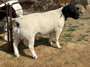 LOT 49 1X T5 DORPER RAM LEROY PHILLIPS & SON DORPERS