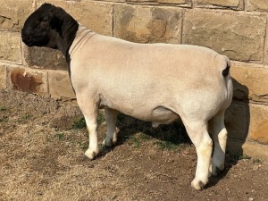 LOT 52 1X STUD DORPER RAM LEROY PHILLIPS & SON DORPERS