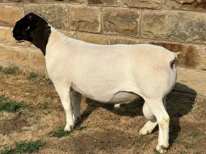 LOT 50 1X STUD DORPER RAM LEROY PHILLIPS & SON DORPERS