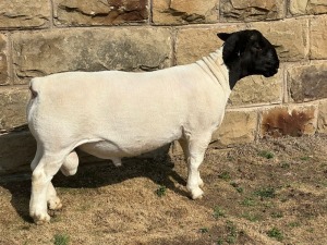 LOT 47 1X T5 DORPER RAM LEROY PHILLIPS & SON DORPERS