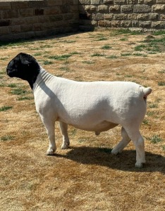 LOT 51 1X STUD DORPER RAM LEROY PHILLIPS & SON DORPERS